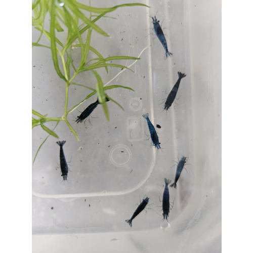 blue shrimp x10 plus x2 extra for FREE, FREE next day delivery with tracking, FREE guppy grass plant