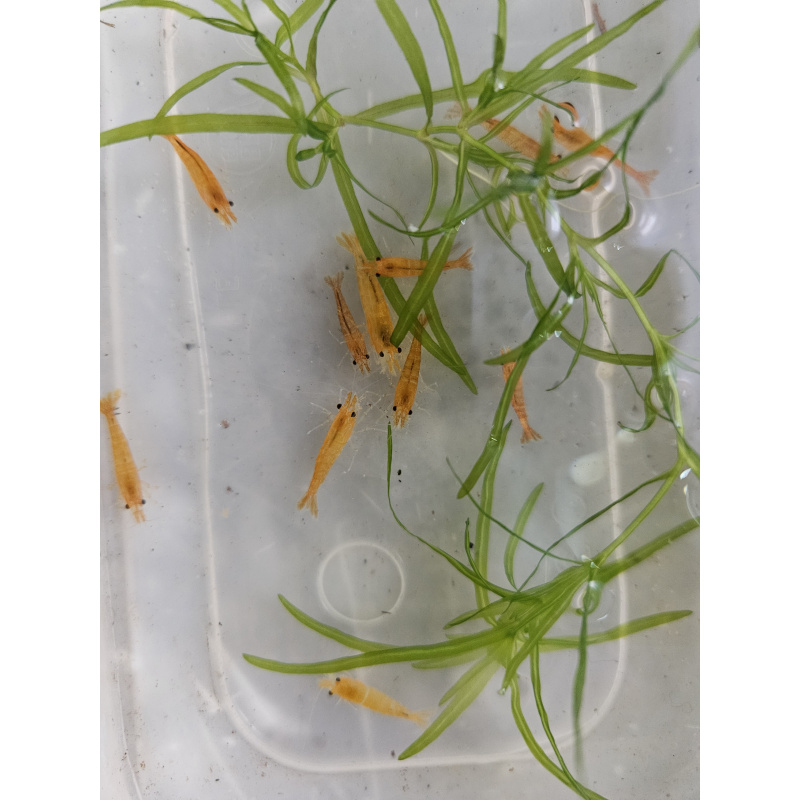 mixed coloured skittle shrimp/pick n mix packs x10 plus x2 extra for FREE, FREE next day delivery with tracking, FREE guppy grass plant