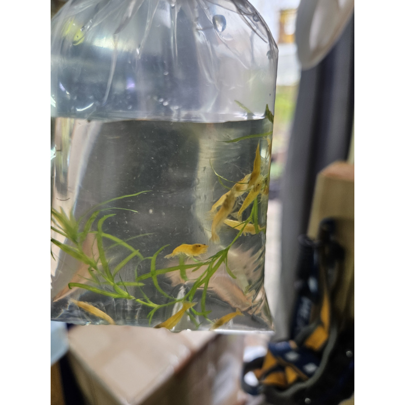 Yellow goldenback shrimp x5 plus x1 extra for FREE, FREE next day delivery with tracking, FREE guppy grass plant