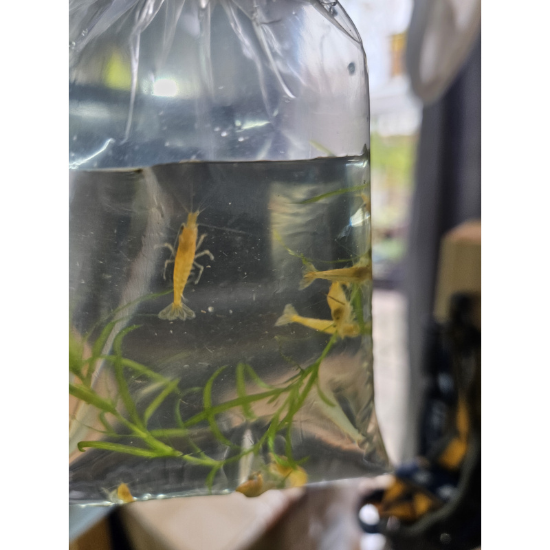 Orange pumpkin shrimp x10 plus x2 extra for FREE, FREE next day delivery with tracking, FREE guppy grass plant