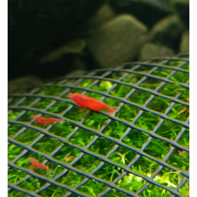 Temporarily paused - 10 (+2 DOA) x Bloody Mary Shrimp