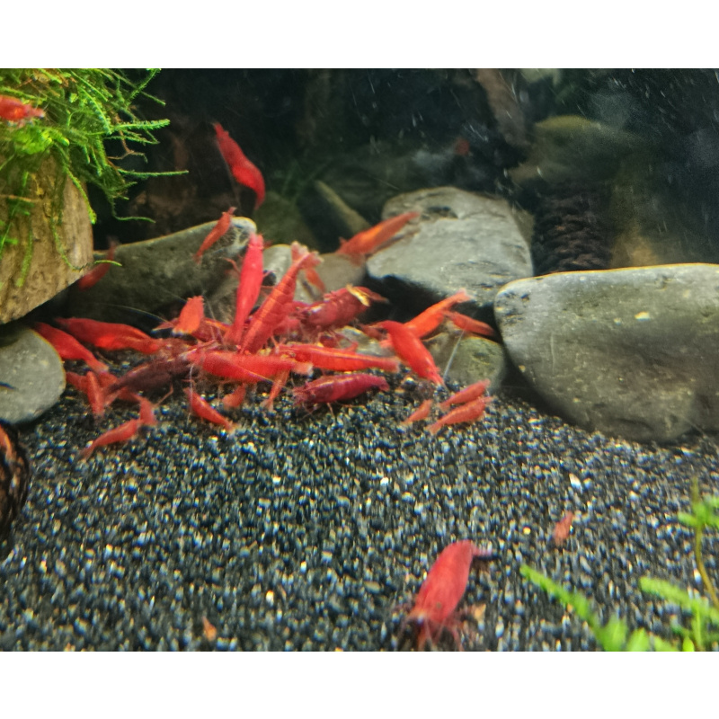 Temporarily paused - 10 (+2 DOA) x Bloody Mary Shrimp