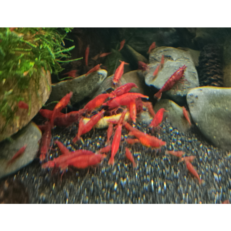 Temporarily paused - 10 (+2 DOA) x Bloody Mary Shrimp