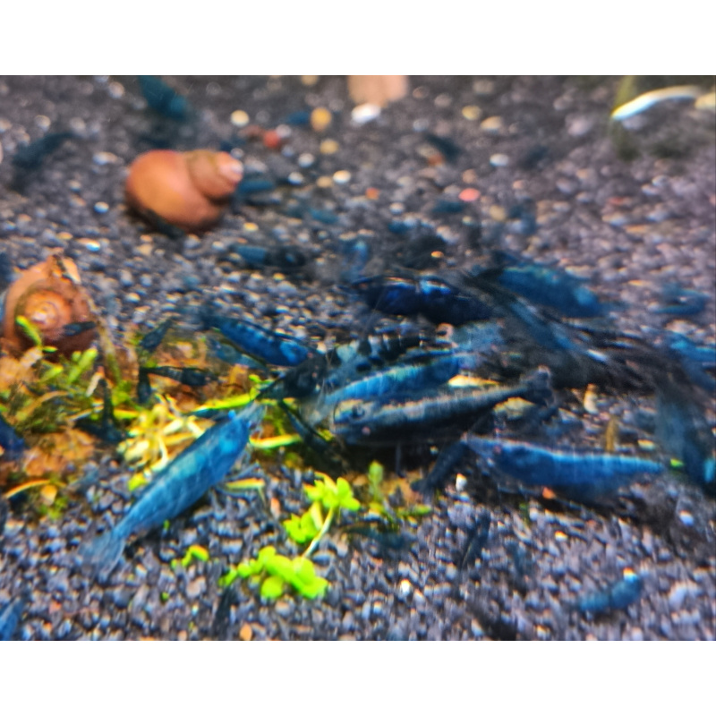 Temporarily paused - Neocaridina Blue Dream Shrimp 10+2(free - DOA)