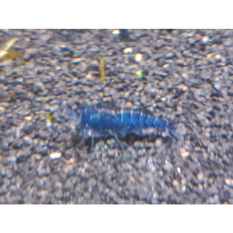 Temporarily paused - Neocaridina Blue Dream Shrimp 10+2(free - DOA)