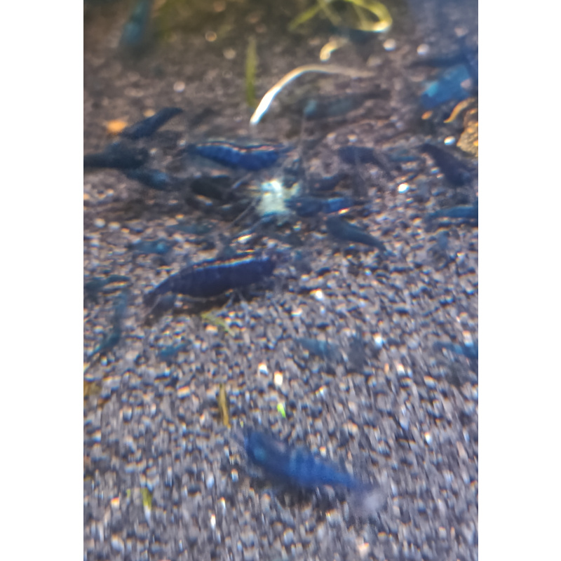 Temporarily paused - Neocaridina Blue Dream Shrimp 10+2(free - DOA)