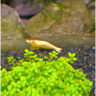 10+2 (free-DOA) Neocaridina Yellow Shrimp