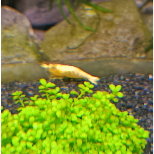 10+2 (free-DOA) Neocaridina Yellow Shrimp