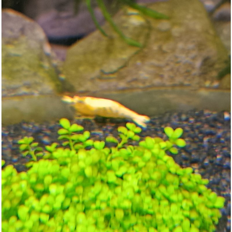 10+2 (free-DOA) Neocaridina Yellow Shrimp