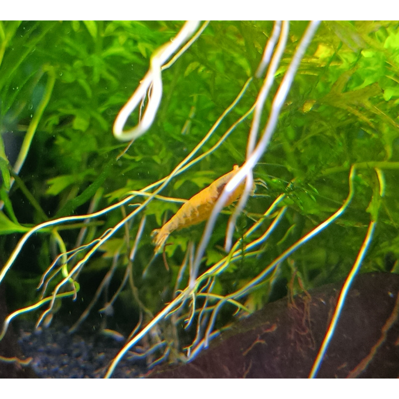 10+2 (free-DOA) Neocaridina Yellow Shrimp