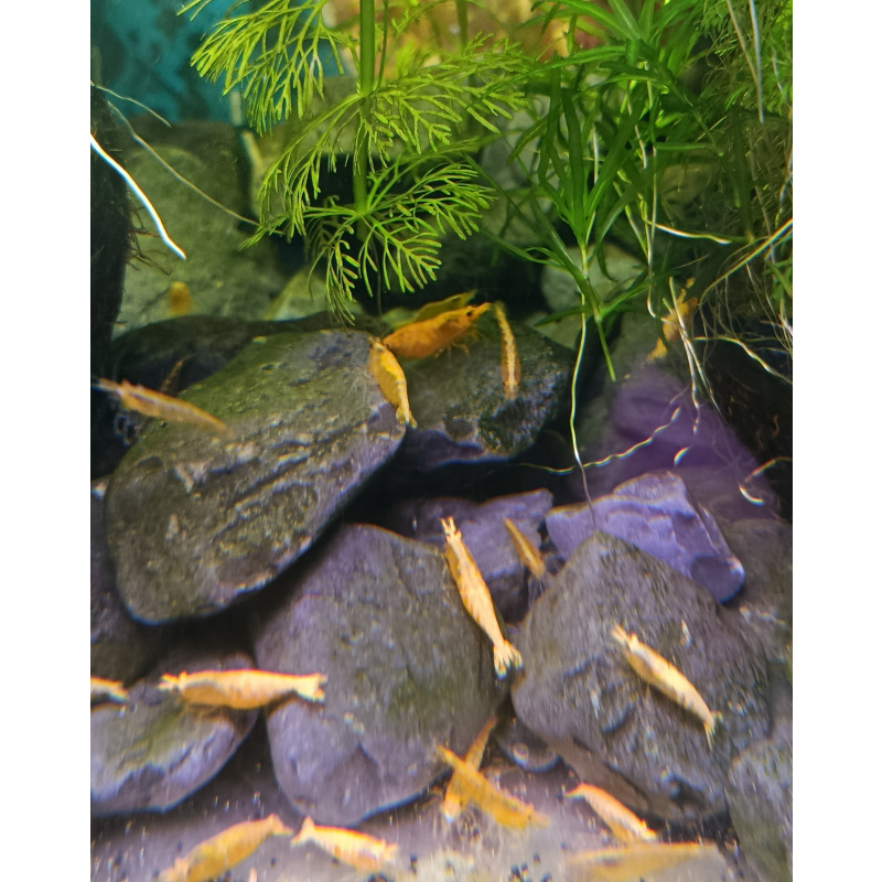 10+2 (free-DOA) Neocaridina Yellow Shrimp