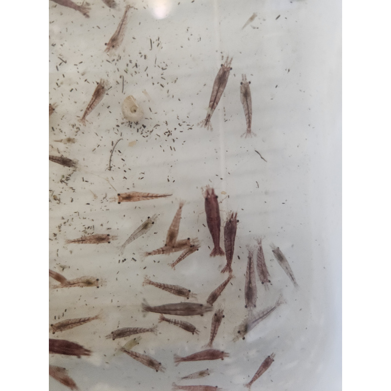 20 x Low/Medium GRADE Red Cherry Shrimps + 4 Extra Shrimps with FREE Postage with tracking , FREE guppy grass