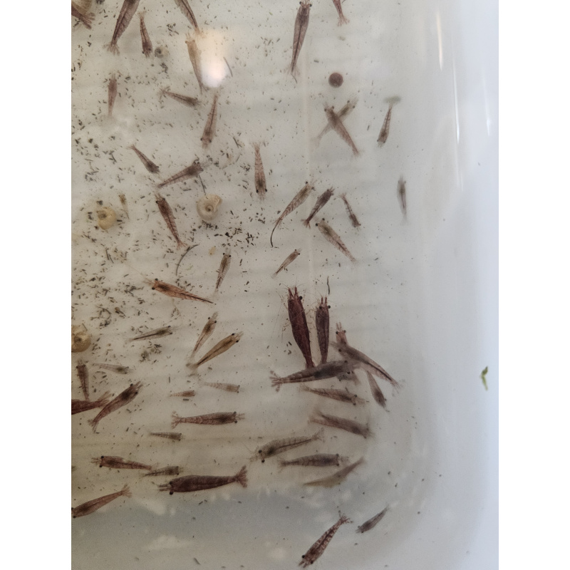 20 x Low/Medium GRADE Red Cherry Shrimps + 4 Extra Shrimps with FREE Postage with tracking , FREE guppy grass