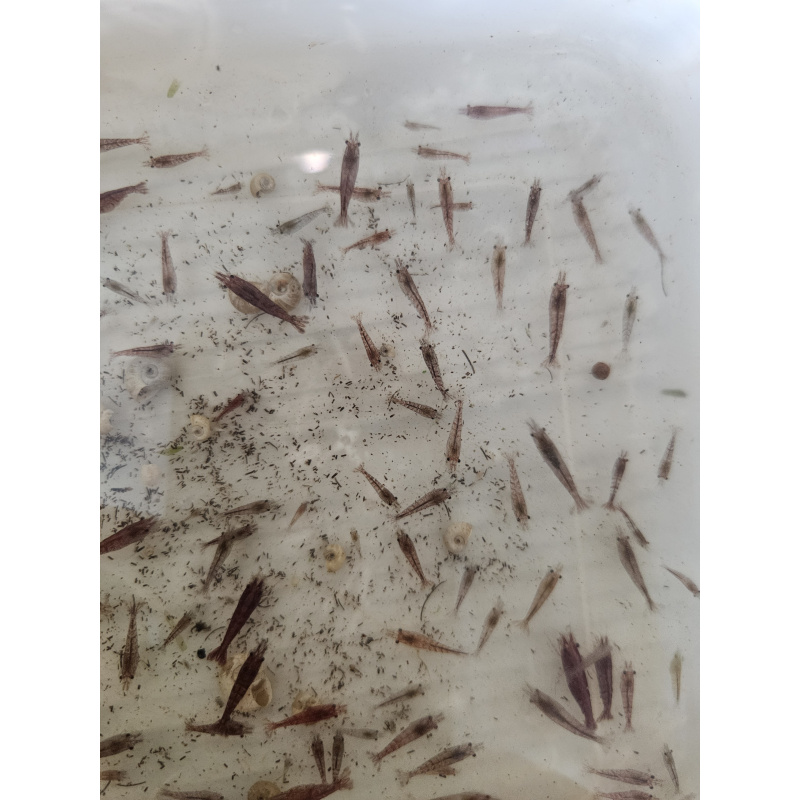 20 x Low/Medium GRADE Red Cherry Shrimps + 4 Extra Shrimps with FREE Postage with tracking , FREE guppy grass