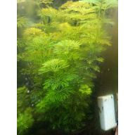 Limnophila Sessiliflora - 5 stems