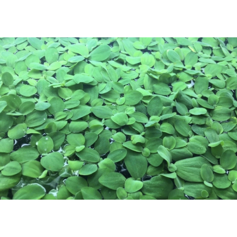 20 x Pistia Stratiotes (Water Lettuce)