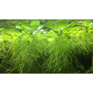 20 x Pistia Stratiotes (Water Lettuce)