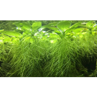 20 x Pistia Stratiotes (Water Lettuce)