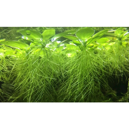 20 x Pistia Stratiotes (Water Lettuce)