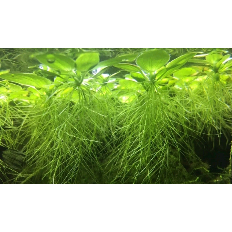 20 x Pistia Stratiotes (Water Lettuce)