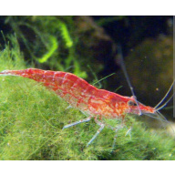 20 x Low/Medium GRADE Red Cherry Shrimps + 4 Extra Shrimps with FREE Postage with tracking , FREE guppy grass