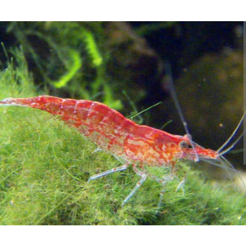 20 x Low/Medium GRADE Red Cherry Shrimps + 4 Extra Shrimps with FREE Postage with tracking , FREE guppy grass