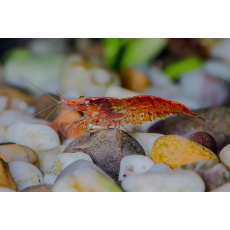 20 x Low/Medium GRADE Red Cherry Shrimps + 4 Extra Shrimps with FREE Postage with tracking , FREE guppy grass