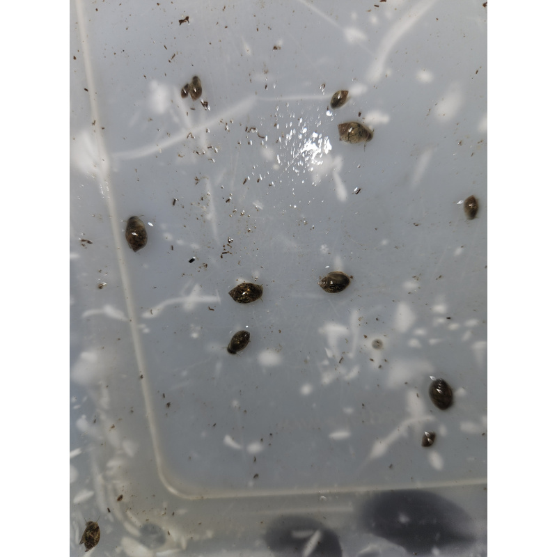 Bladder (Physella acute) snails mixed sizes x50, Free postage