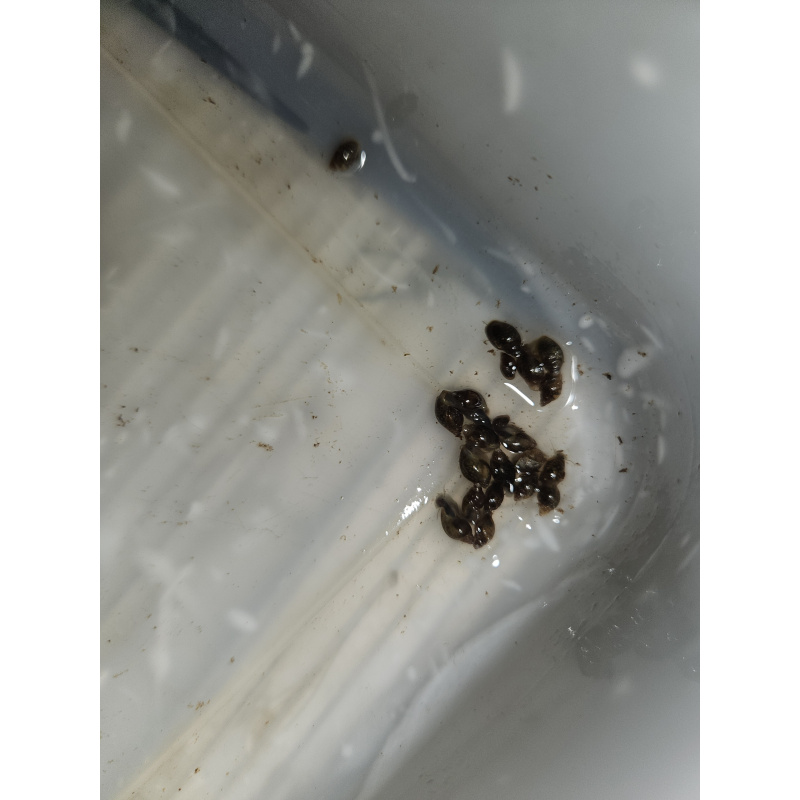 Bladder (Physella acute) snails mixed sizes x50, Free postage