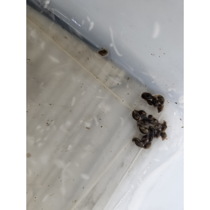 Bladder (Physella acute) snails mixed sizes x50, Free postage