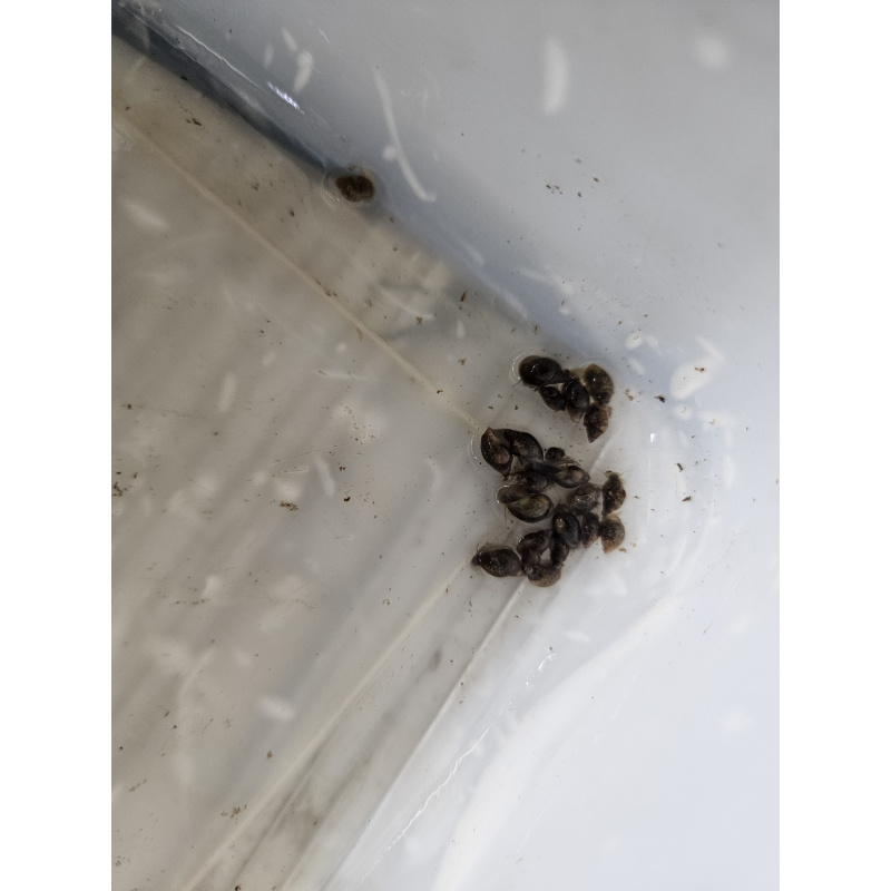 Bladder (Physella acute) snails mixed sizes x50, Free postage