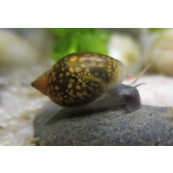 Bladder (Physella acute) snails mixed sizes x50, Free postage