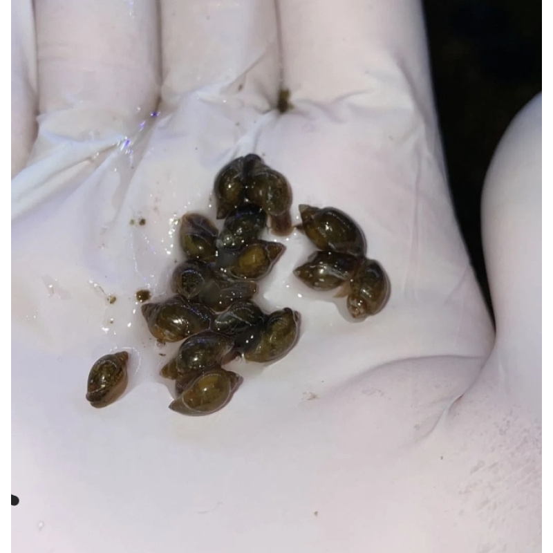 Bladder (Physella acute) snails mixed sizes x50, Free postage