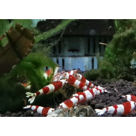 13 CRYSTAL RED SHRIMP PURE SELECTED STROMG COLOR. HIGH QUALITY