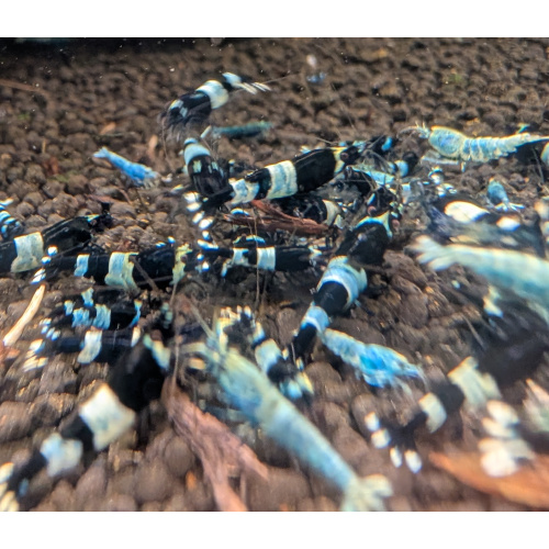 10 +1×Panda Shrimp