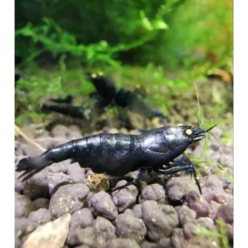 10 Metallic Orange Eye Shrimp