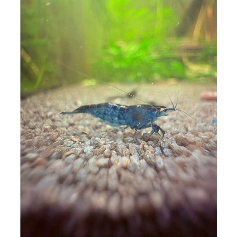 Blue Dream Shrimp