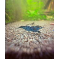 7 x Blue Dream Shrimp