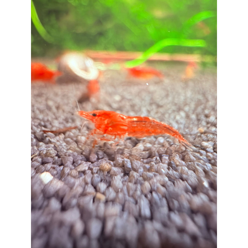 10 x Red Cherry Shrimp