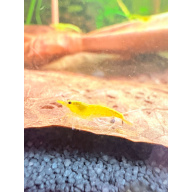 Yellow Fire Shrimp
