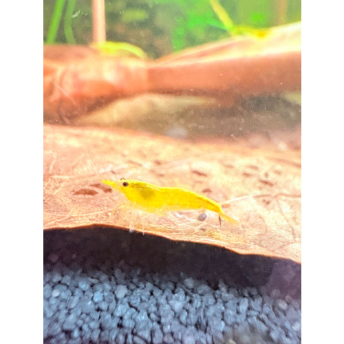 Yellow Fire Shrimp