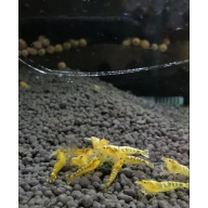 10 ×Yellow Galaxy Shrimp