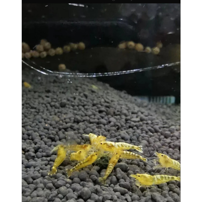 10 ×Yellow Galaxy Shrimp