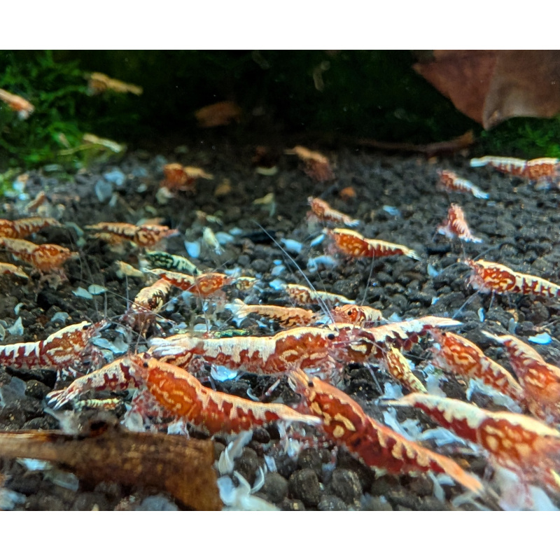 15 Red Galaxy fishbon Shrimp Nice Shrimp