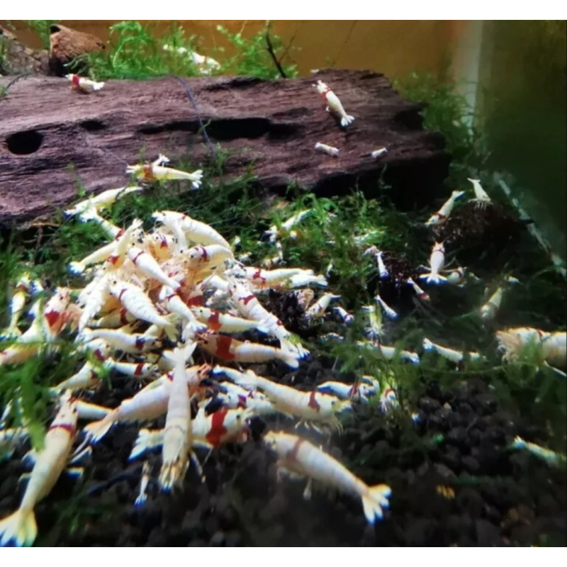 23 X (+2 free) High Grade Crystal Red Bee PRL SSS