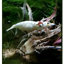 23 X (+2 free) High Grade Crystal Red Bee PRL Very Nice Shrimp