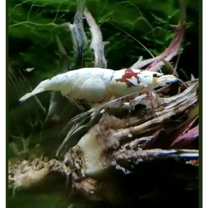 23 X (+2 free) High Grade Crystal Red Bee PRL Very Nice Shrimp