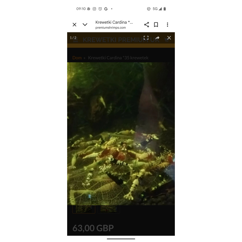 15× Mix Cardina Shrimp