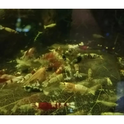 30 × Mix Cardina Shrimp