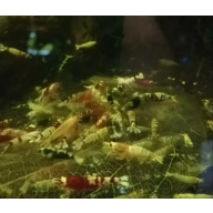 15× Mix Cardina Shrimp